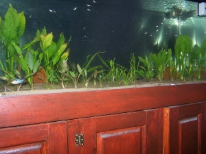 Discus Tank