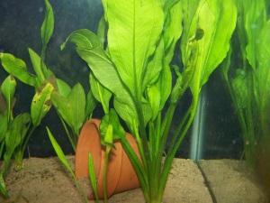 Discus Tank