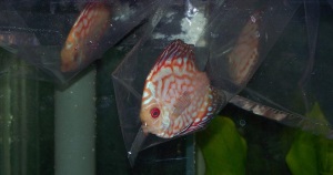 Discus Tank