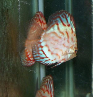 Discus Tank