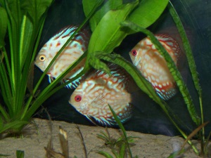 Discus Tank