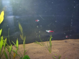 Discus Tank