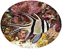 Banggai