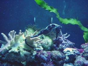 Sea horse aquarium