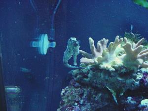 Sea horse aquarium