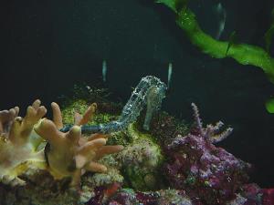 Sea horse aquarium