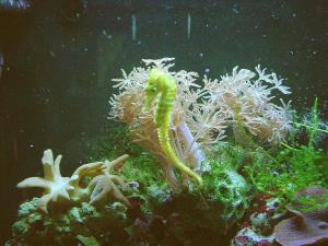 Sea horse aquarium