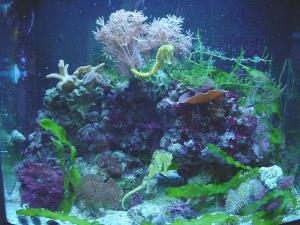 Sea horse aquarium
