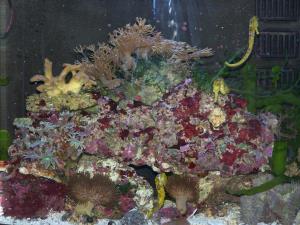 Sea horse aquarium