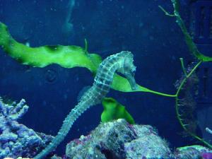 Sea horse aquarium