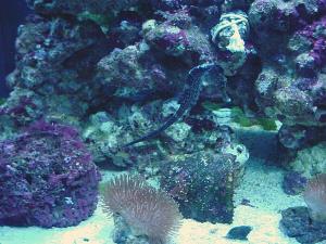 Sea horse aquarium