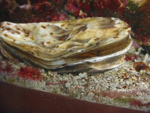 Oyster