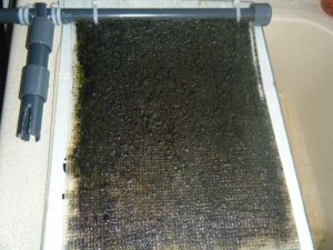Algae scrubber 11